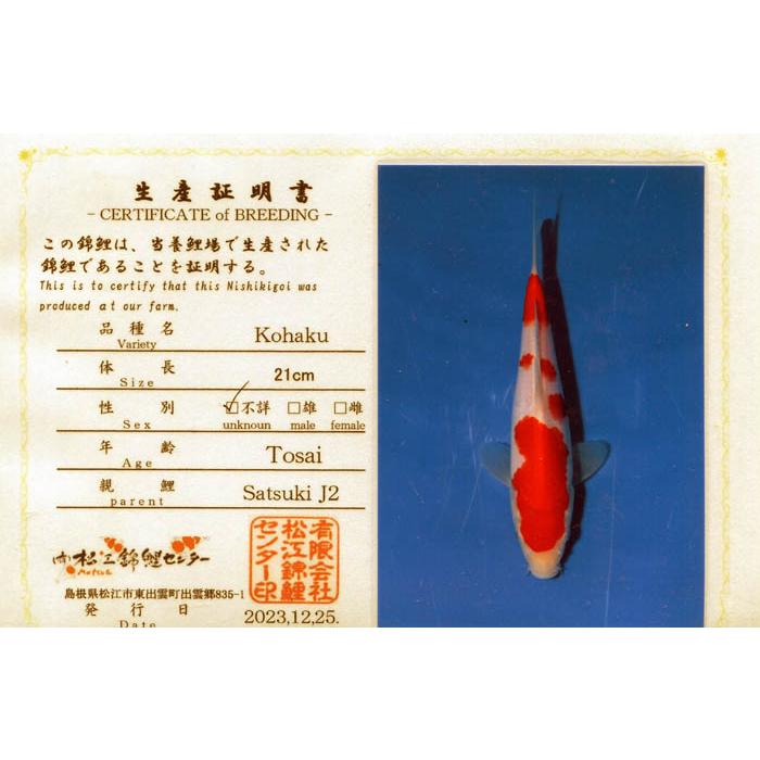 超名門ブランド大日 生産証明付き 錦鯉