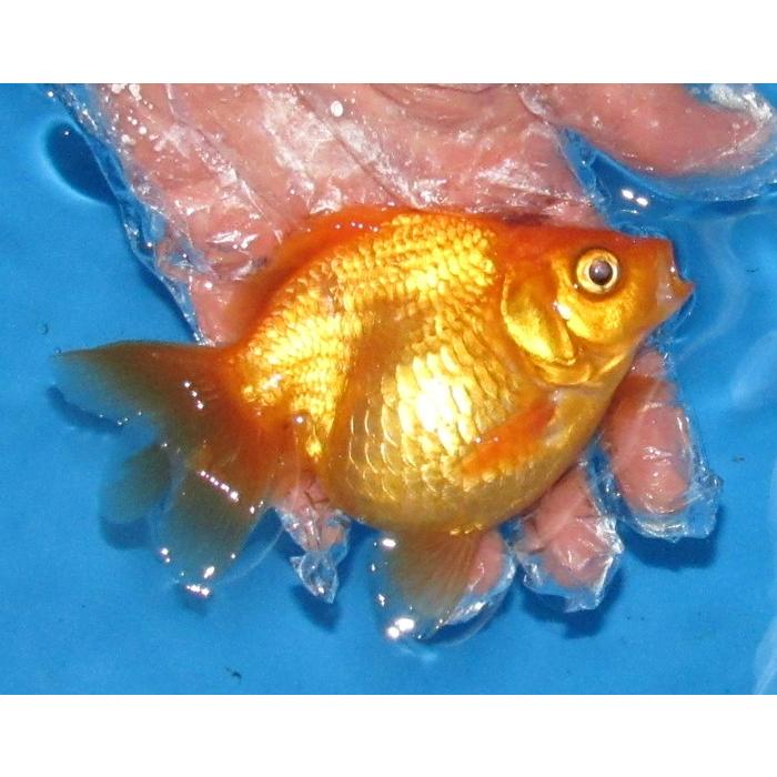 金魚 No08 トリカラーだるま琉金 2才魚 全長約10ｃｍ 金魚 B B017 アキカン ヤフー店 通販 Yahoo ショッピング