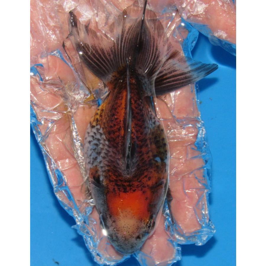 金魚 No11 トリカラーだるま琉金 2才魚 全長約9ｃｍ 金魚 B B0 アキカン ヤフー店 通販 Yahoo ショッピング