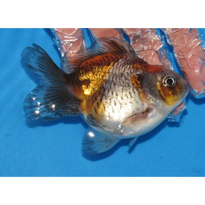 金魚 No11 トリカラーだるま琉金 2才魚 全長約9ｃｍ 金魚 B B0 アキカン ヤフー店 通販 Yahoo ショッピング