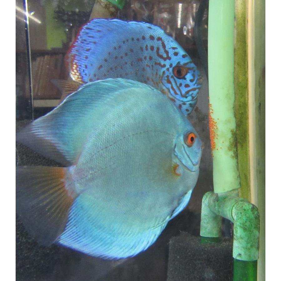 ディスカス ペア おまけ付き