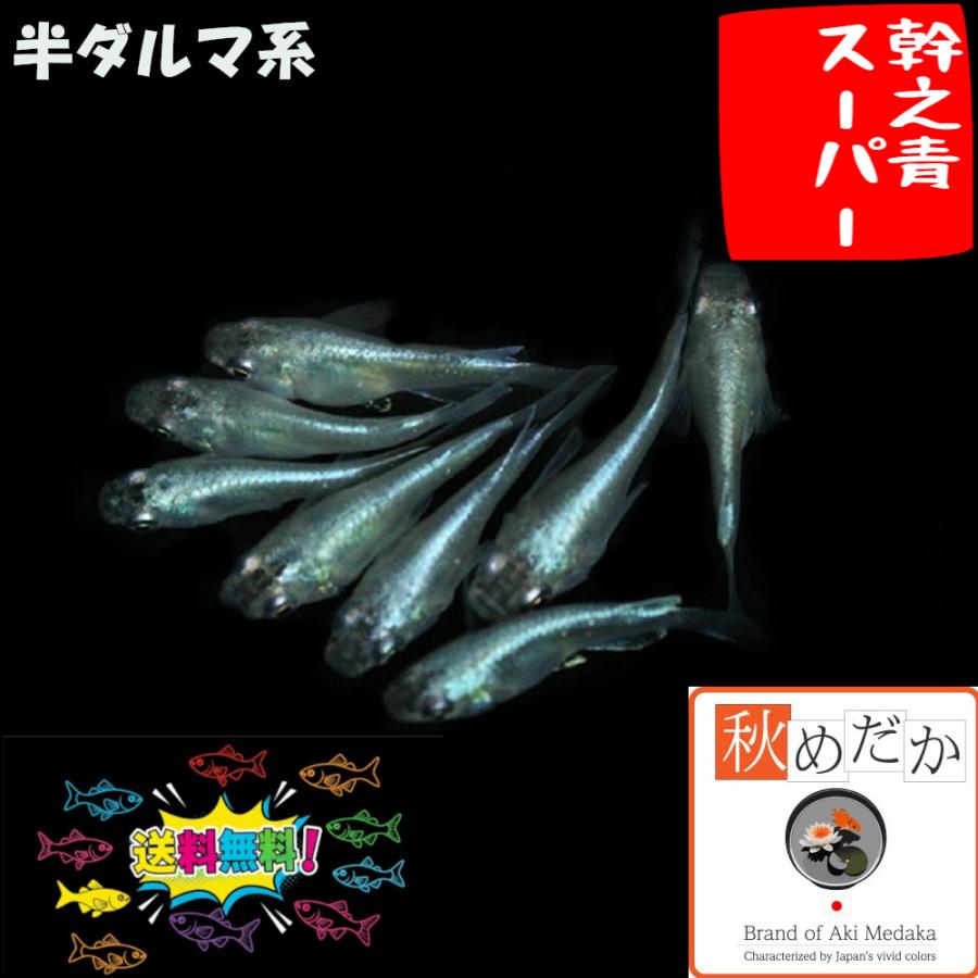 メダカ 半ダルマ系 幹之青スーパー 6匹 3ペア めだか 生体 成魚 秋めだか 人気アイテム