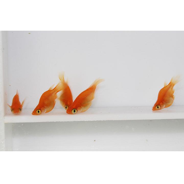 メダカ 観賞魚生体 ダルマ系 ヒレ長 松井ヒレ長 紅帝 ダルマ系 4匹 メダカ 2ペア めだか ヒレ長 松井ヒレ長 生体 秋めだかshop 成魚 秋 めだか Aki 127