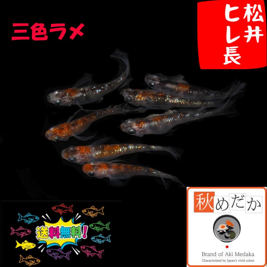 メダカ ヒレ長/松井ヒレ長 三色ラメ 4匹2ペア/三色ラメ めだか 生体