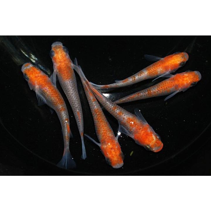 New Arrival 紅白 メダカ 朱赤透明鱗パンダ 普通体型透明鱗 6匹 3ペア めだか 生体 成魚 秋めだか Shipsctc Org