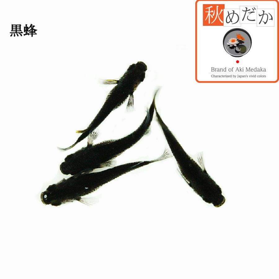 メダカ/黒蜂(こくほう) 普通体型(非透明鱗) 4匹 2ペア/めだか メダカ/黒蜂(こくほう) 普通体型(非透明鱗) 4匹 2ペア/めだか