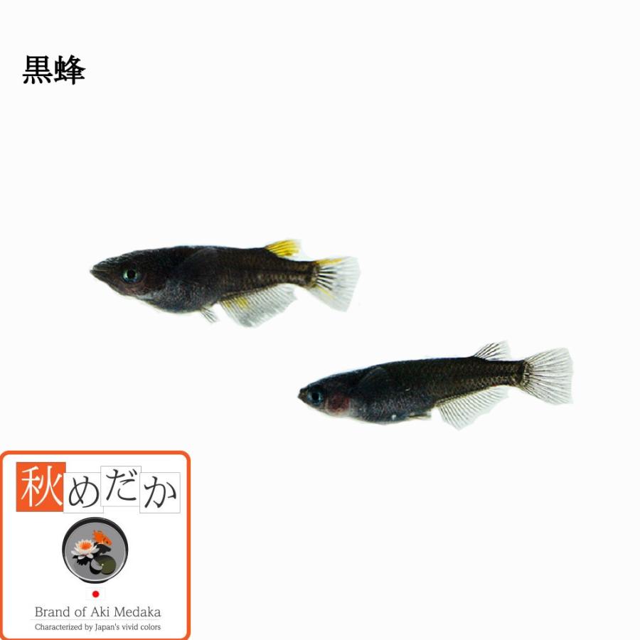 メダカ/黒蜂(こくほう) 普通体型(非透明鱗) 4匹 2ペア/めだか メダカ/黒蜂(こくほう) 普通体型(非透明鱗) 4匹 2ペア/めだか