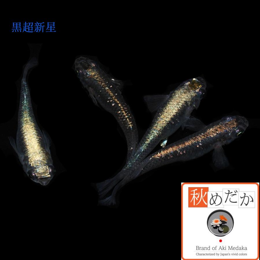 Amazon | メダカファーム泉 めだか 三色ラメ体外光（WI-03） 稚魚 10匹 