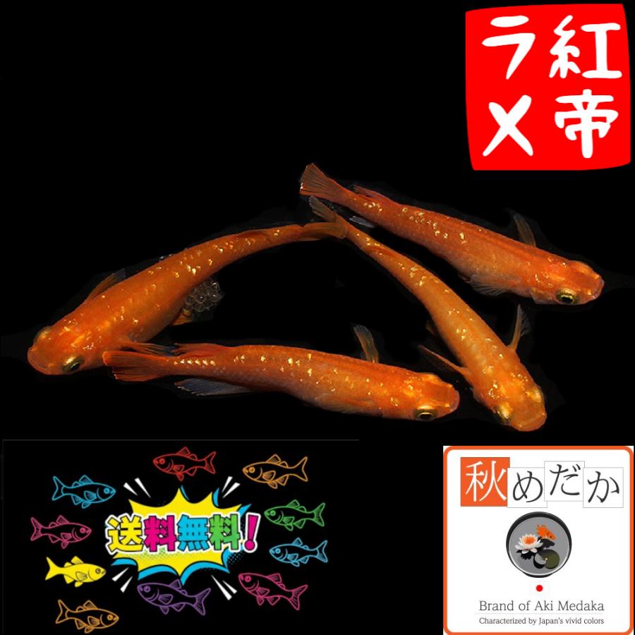 メダカ ラメ 紅帝ラメ 普通体型 6匹 3ペア めだか 販売 通販 赤色 生体 