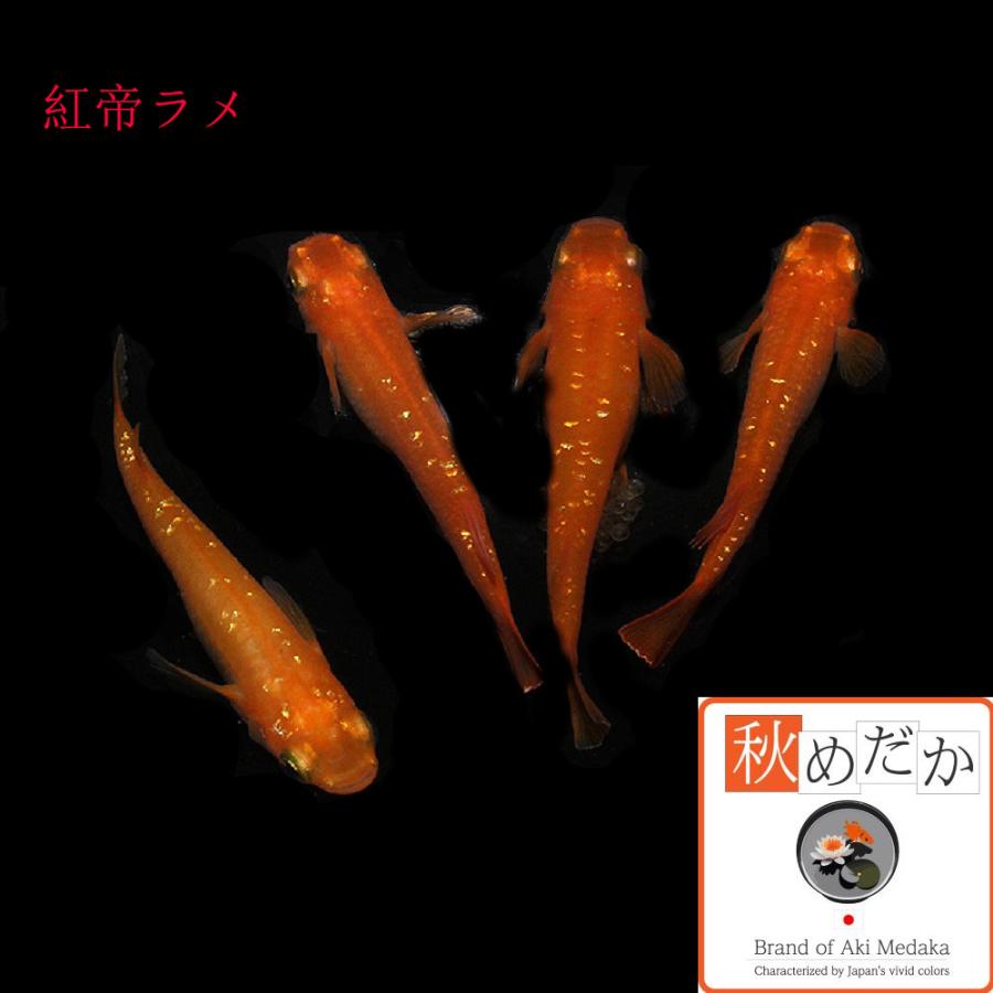 メダカ ラメ 紅帝ラメ 普通体型 6匹 3ペア めだか 販売 通販 赤色 生体 