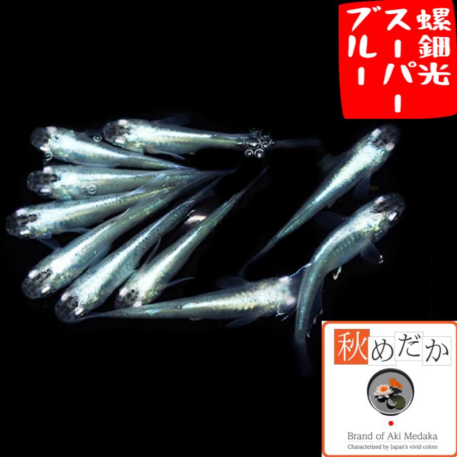 レビューで送料無料 光体系 メダカ 螺鈿光スーパーブルー 6匹 3ペア めだか 生体 成魚 秋めだか Shipsctc Org