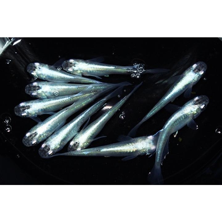レビューで送料無料 光体系 メダカ 螺鈿光スーパーブルー 6匹 3ペア めだか 生体 成魚 秋めだか Shipsctc Org