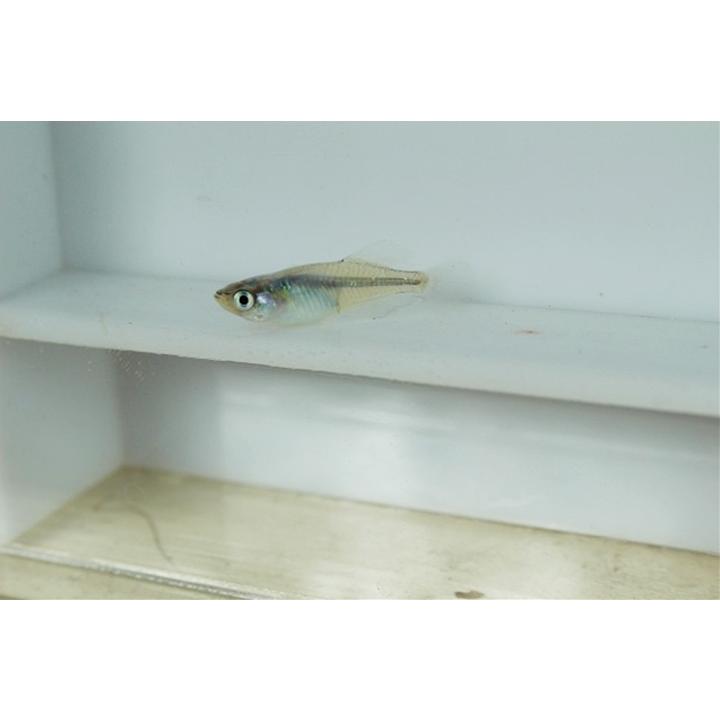 レビューで送料無料 光体系 メダカ 螺鈿光スーパーブルー 6匹 3ペア めだか 生体 成魚 秋めだか Shipsctc Org