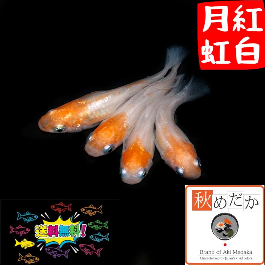 紅白 メダカ/紅白月虹 光体系 4匹 2ペア/めだか 生体 成魚/秋めだか 
