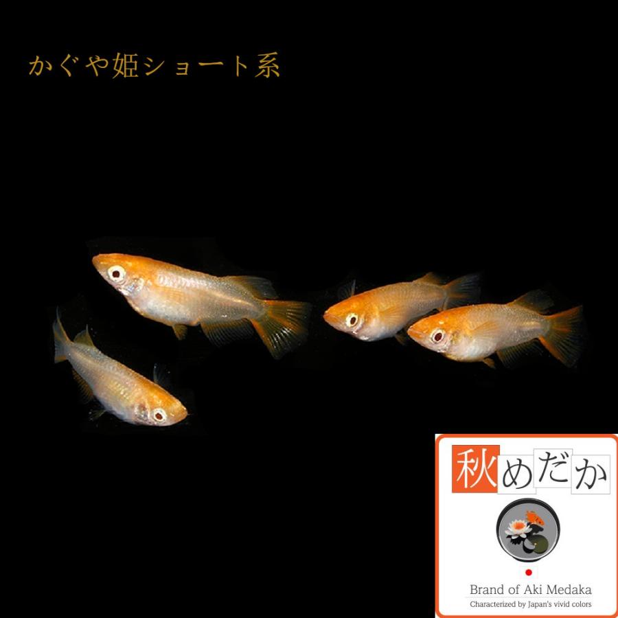 メダカ ショート系/かぐや姫 アルビノ 光体系 非透明鱗 ショート メダカ ショート系/かぐや姫 アルビノ 光体系 非透明鱗 ショート