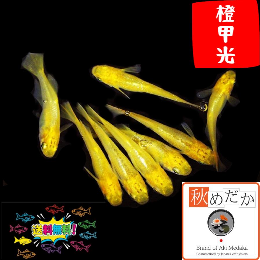 メダカ 観賞魚生体 光体系 橙甲光 10匹 5ペア めだか 生体 生体