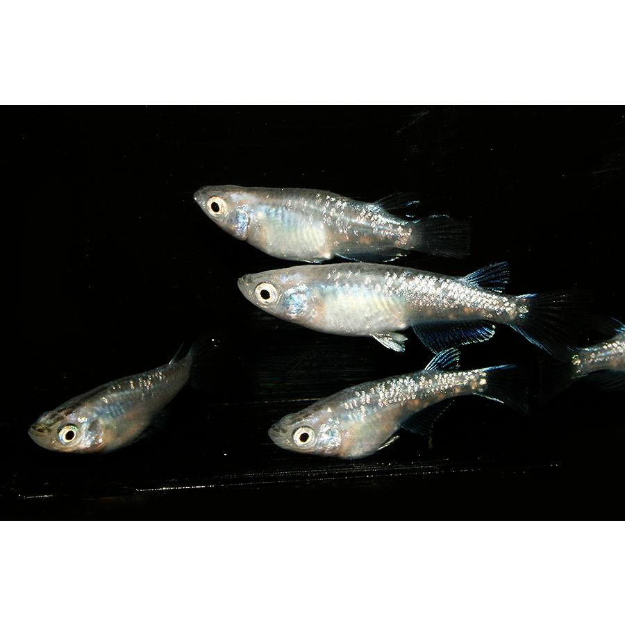 最大64 Offクーポン メダカ ショート系 青ラメ 4匹 2ペア めだか 生体 成魚 秋めだか Shipsctc Org