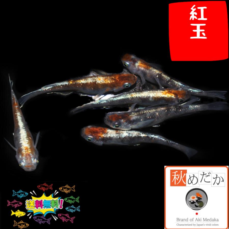 メダカ ラメ / 紅玉 4匹 2ペア /めだか 生体 成魚/秋めだか : 秋めだか