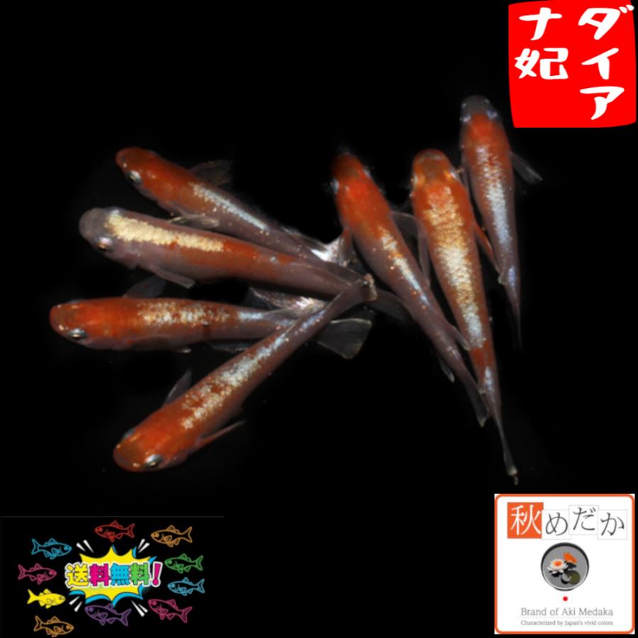 メダカ ラメ / ダイアナ妃 4匹 2ペア /めだか 生体 成魚/秋めだか : 秋 