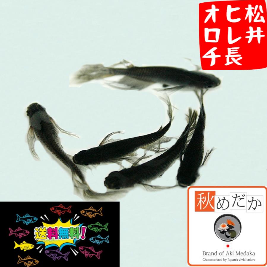 ◆めだか ヒレ長黒ラメ 10匹 画像の個体◆ ブラックヒレ長（ぶらっくひれなが）とは 改良メダカWEB図鑑No.0284