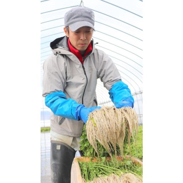 送料無料 古川農園 三関産せり 3束 気温に応じて通常便とクルー便を