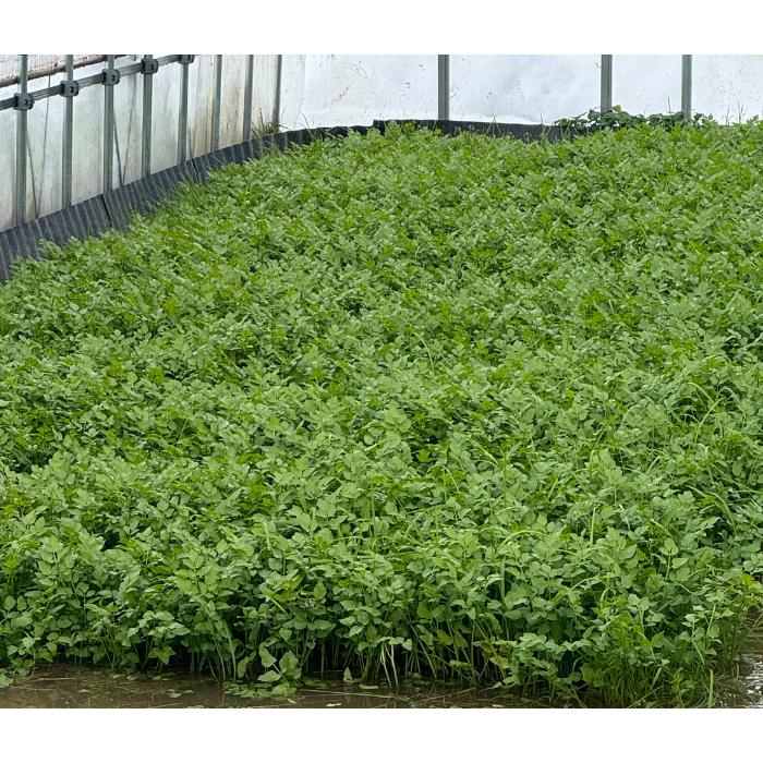 送料無料 古川農園 三関産せり 3束 気温に応じて通常便とクルー便を