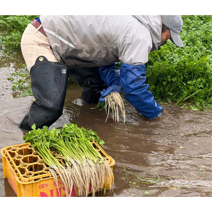 送料無料 古川農園 三関産せり 3束 気温に応じて通常便とクルー便を