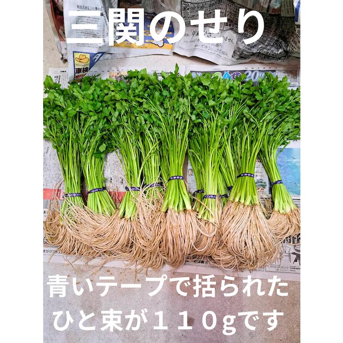 送料無料 古川農園 三関産せり 3束 気温に応じて通常便とクルー便を