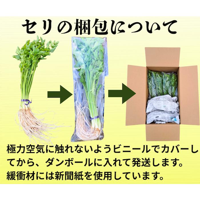 送料無料 古川農園 三関産せり 20束 気温に応じて通常便とクルー便を