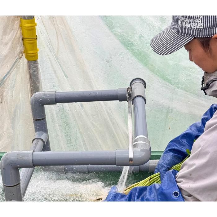 送料無料 古川農園 三関産せり 20束 気温に応じて通常便と 送料無料 古川農園 三関産せり 20束 気温に応じて通常便と