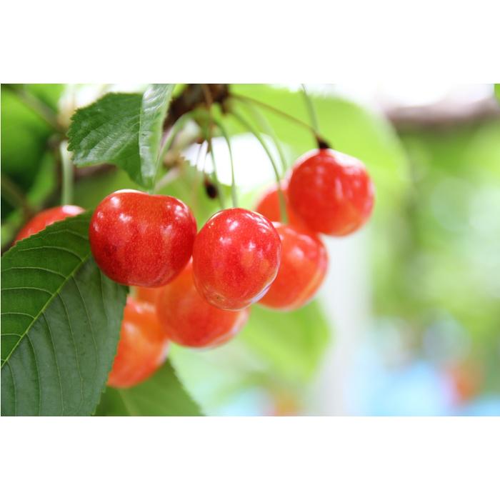 送料無料 さくらんぼ 佐藤錦 秀 Ｌ 以上 1kg 湯沢市三関 マルヤ佐藤農園 ふるさと納税 山形県 上山市 さくらんぼ（佐藤錦）１ｋｇ（５００ｇ×２パック）桐箱