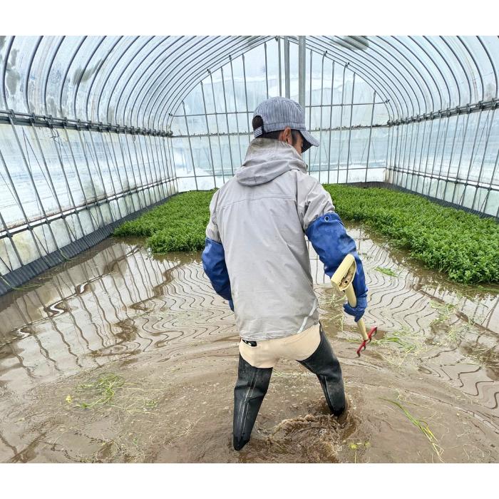 送料無料 国産小麦使用の稲庭うどんを、湯沢市三関産せりと比内地鶏のだしで味わうあきたぼーのオリジナルセット、きりたんぽ入り