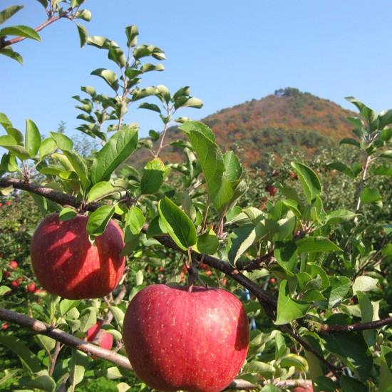 記念品 寸志 小松谷りんご園 100％果汁 りんごジュース 2本セット
