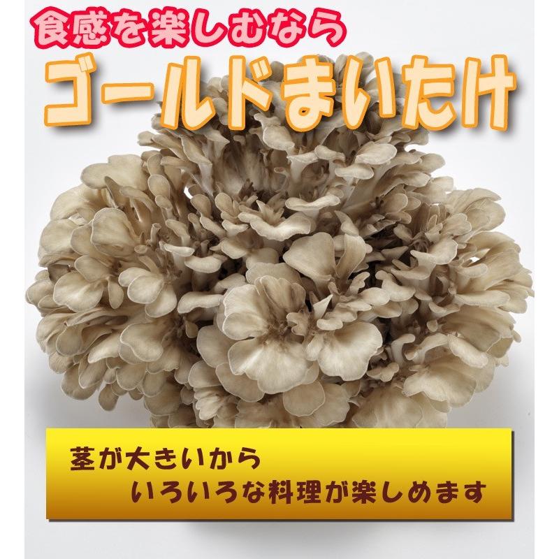 秋田華まいたけ　秋田県産　生まいたけ　1カブ |  | 06
