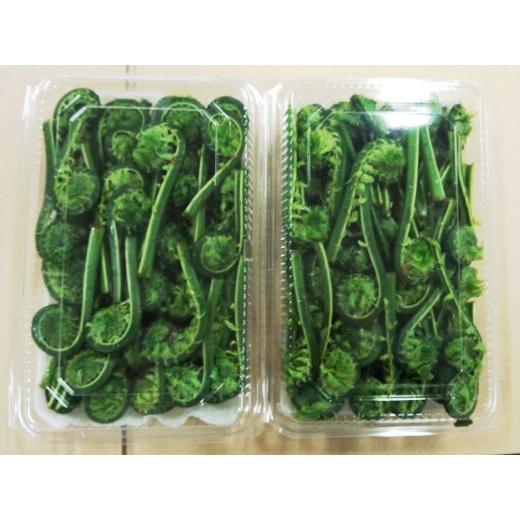 完全予約販売】秋田の天然山菜「生こごみ」500g【天然物のため日付指定