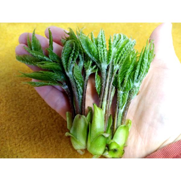 【完全予約販売】秋田の天然山菜「こしあぶら」150g【天然物のため日付指定不可】【４月末頃より随時発送予定※気候・天候等により前後する場合あり】（Yahoo!・秋田黒猫屋）
