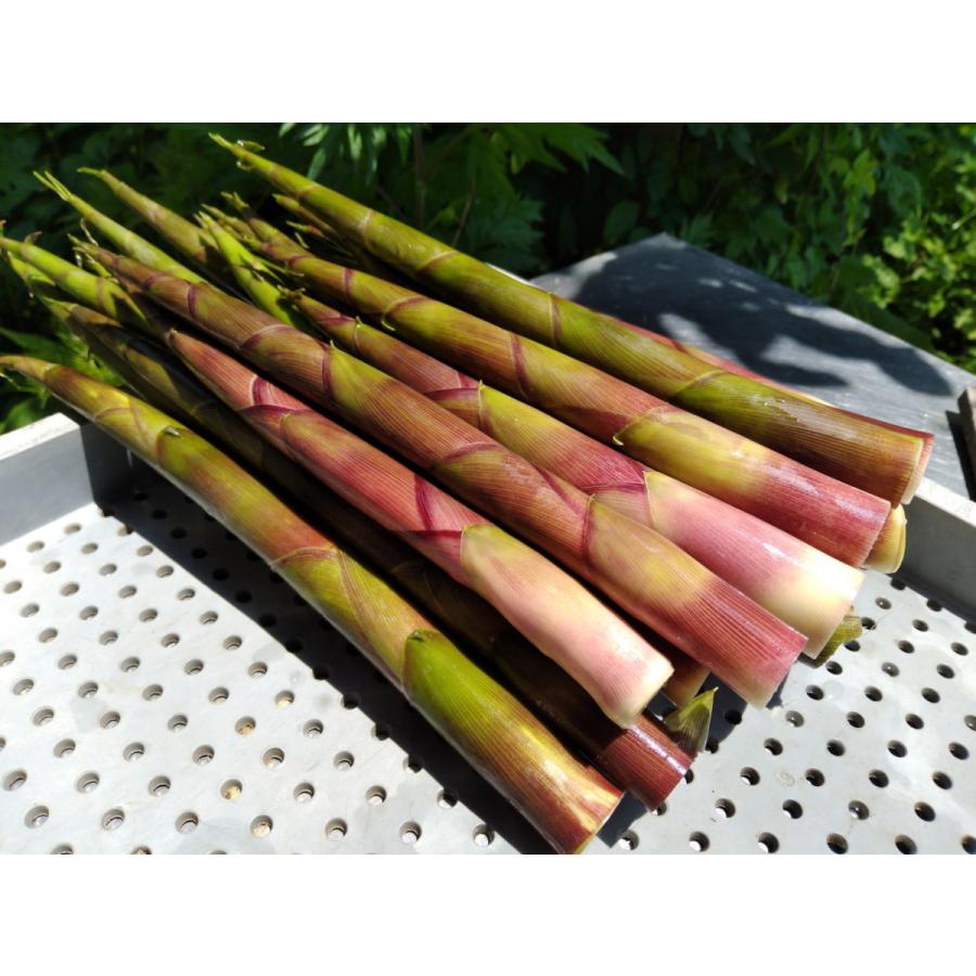 完全予約販売】秋田の天然山菜「たけのこ(根曲がり竹)水煮缶詰 完全予約販売】秋田の天然山菜「たけのこ(根曲がり竹)水煮缶詰