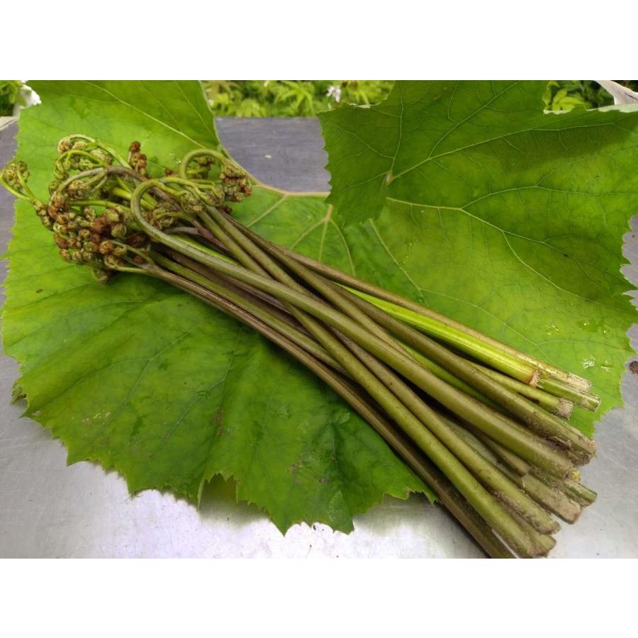 完全予約販売 秋田の天然山菜 生わらび 1kg あく抜き用重曹付 天然物のため日付指定不可 5月下旬 6月上旬出荷 大特価