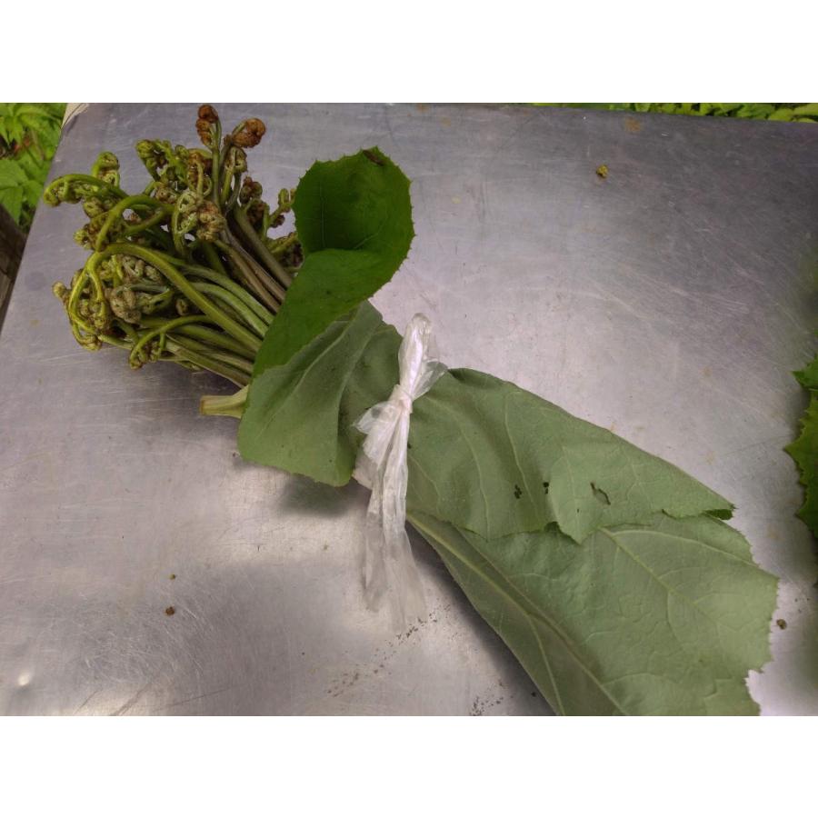 完全予約販売】秋田の天然山菜「生わらび」1kg【あく抜き用重曹付