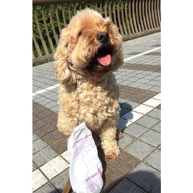 送料無料　20周年感謝祭　うんち処理袋 ぱぴぃプ―プバッグ200（ 100枚入ｘ２箱） |  | 13