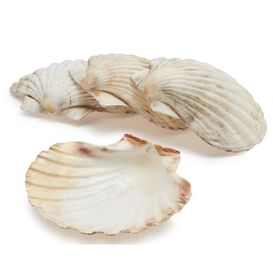 大きい貝殻 グリルシェル セット King Scallop Grilling Shells Set Of 4 キングシェル 4枚 貝皿 Akt8 通販 Yahoo ショッピング