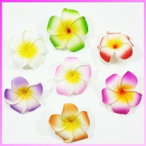 プルメリア出品 園芸品種 ハワイ産プルメリアキャンディストライプ3枝分かれ 発