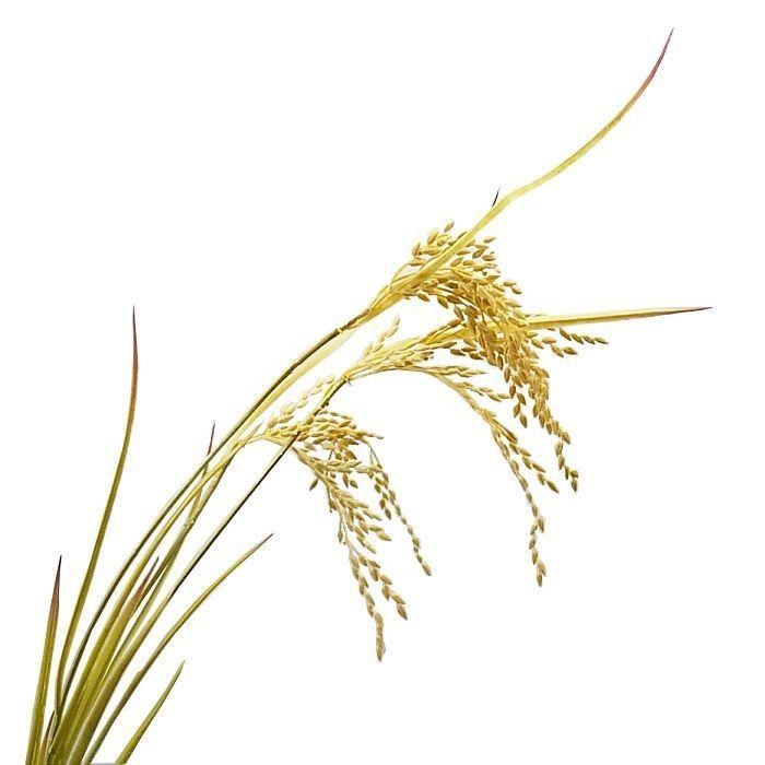 造花 秋 ロング稲穂 いね 稲 イナホ 稲穂 T0339 T0339 アクセソワール 通販 Yahoo ショッピング