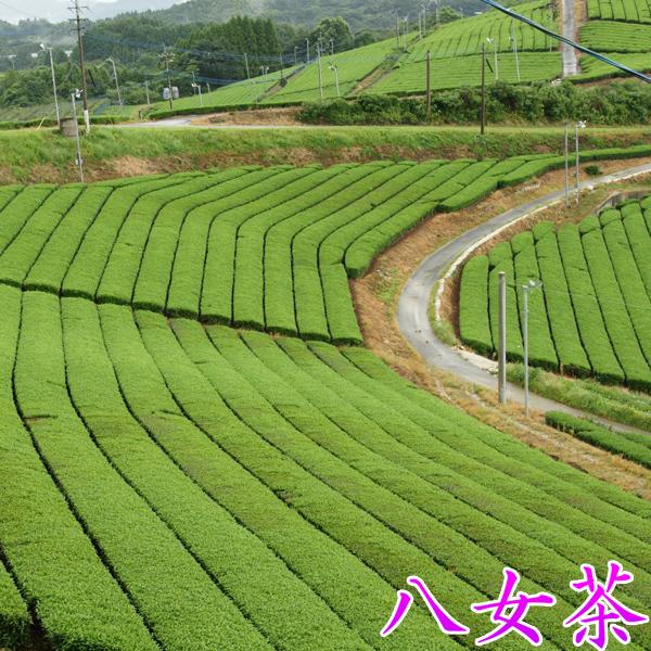 お茶 八女茶 芳ばしくて甘い ナンバーエイト やめちゃ 福岡県産 産地ストレート 強火火入れ 100g No.８｜akutsu-chaho｜08