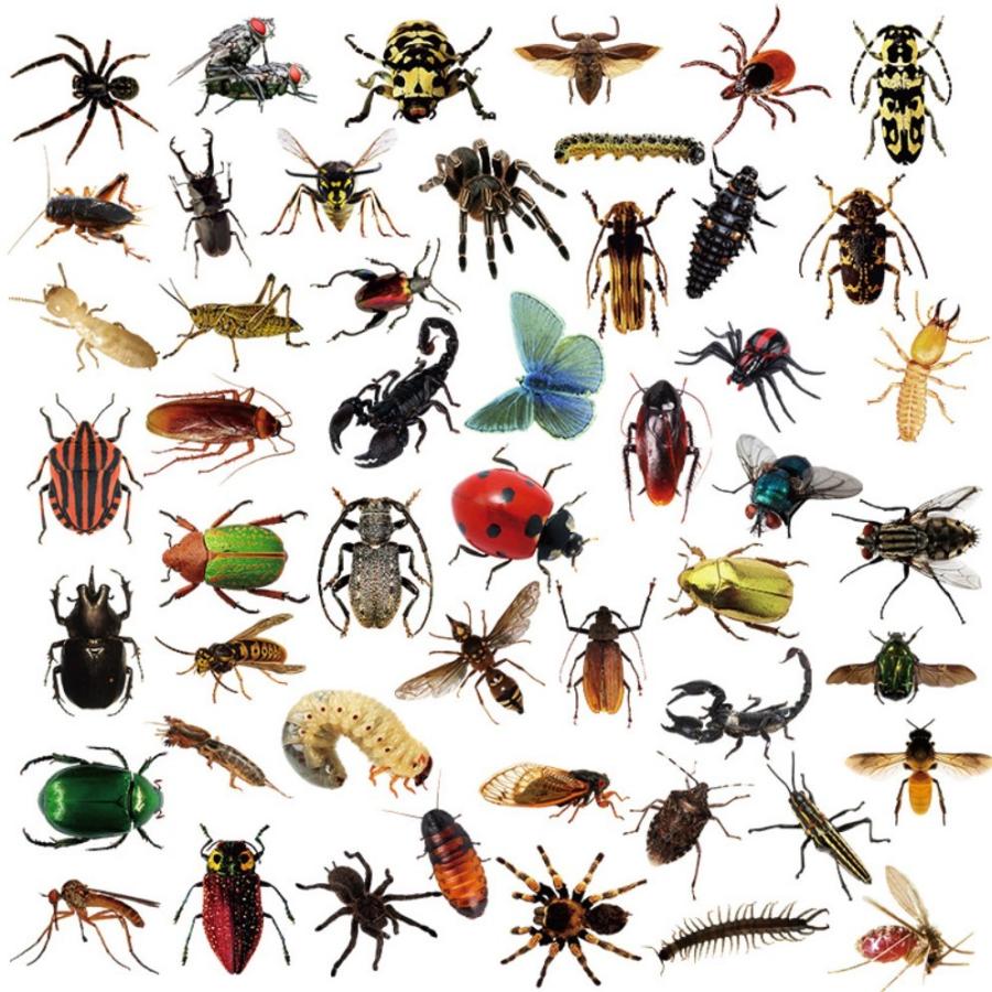 昆虫 虫 リアル 昆虫採集 クモ 幼虫 ハエ 蝶 リアル 幼稚園 物知り 教育 水筒 弁当 貼付 シール ステッカー50枚bp G Q 通販 Yahoo ショッピング