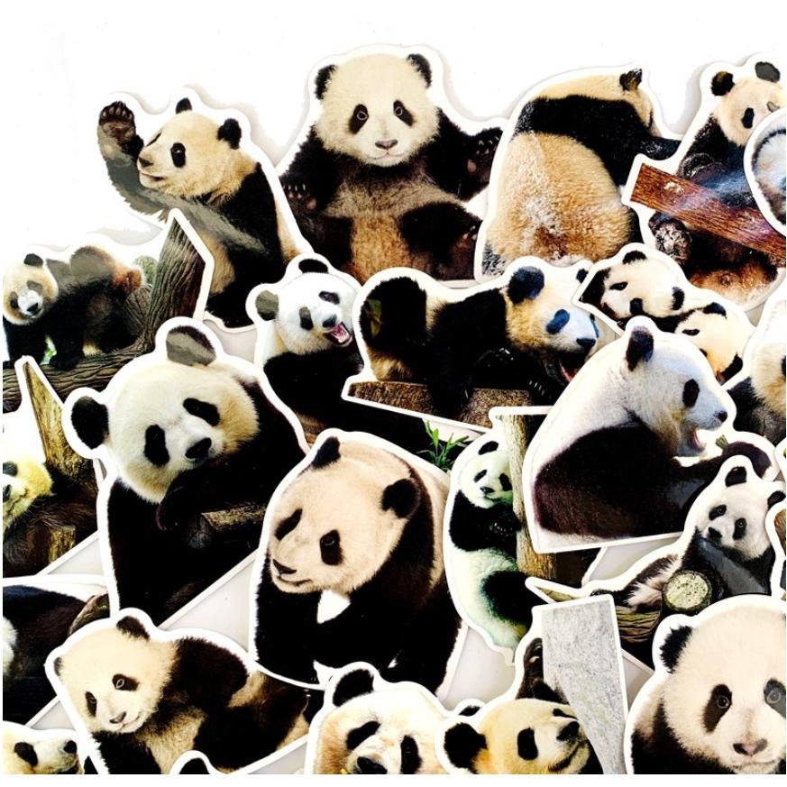 パンダ Panda 人気動物 シール デカール ステッカー50枚 Az G Q 通販 Yahoo ショッピング