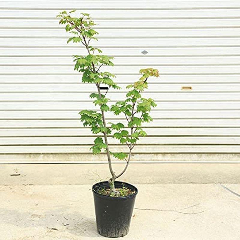 夏セール 庭木 植木 イタヤもみじ 青板屋モミジ イタヤカエデ 紅葉 自然樹形 佐川急便発送 オンライン値下 Expandedmesh In