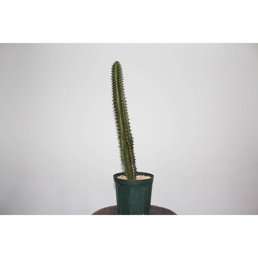 希少 ユーフォルビア カナリエンシス 黒麒麟 Euphorbia canariensis ユーフォルビア カナリエンシス ｜ 黒麒麟 塊根