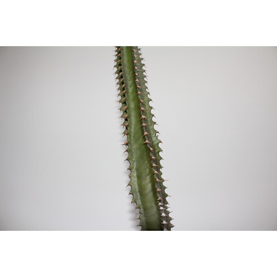 Euphorbia canariensis ユーフォルビア カナリエンシス ｜ 黒麒麟 塊根