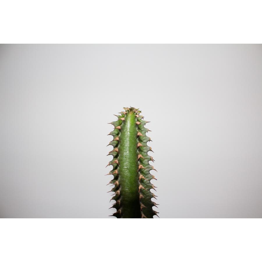 Euphorbia canariensis ユーフォルビア カナリエンシス ｜ 黒麒麟 塊根